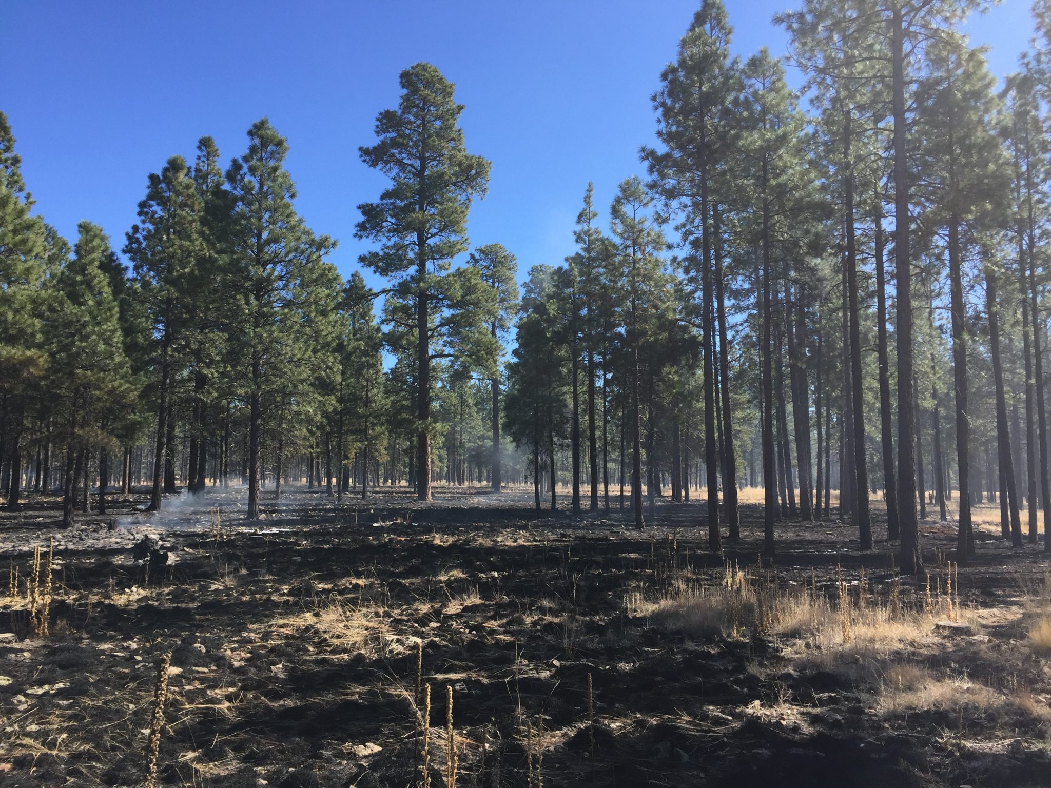 FWPP forest treatments helping reduce the risk of high severity