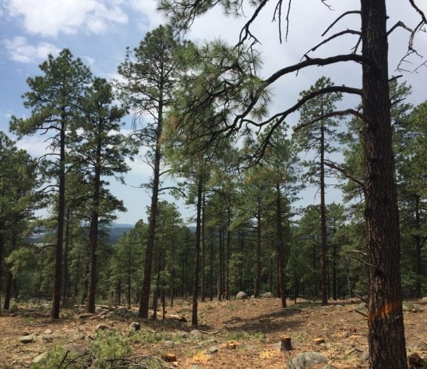 News Flagstaff Watershed Protection Project